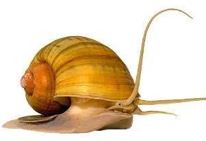 Image of Pomacea canaliculata