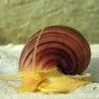 Image of Pomacea diffusa