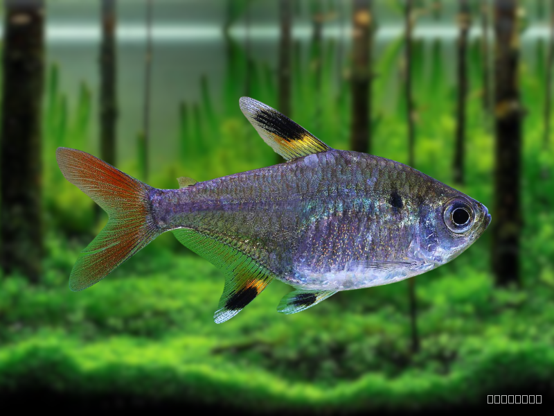 Image of Pristella maxillaris Image of Pristella maxillaris