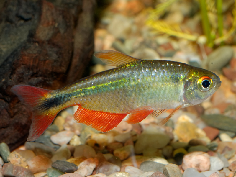 Image of Psalidodon anisitsi