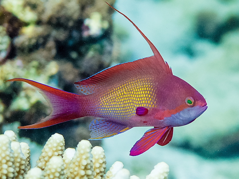 Image of Pseudanthias squamipinnis