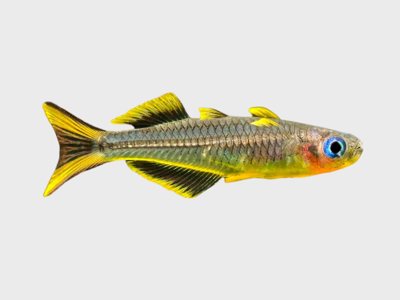 Pseudomugil furcatus