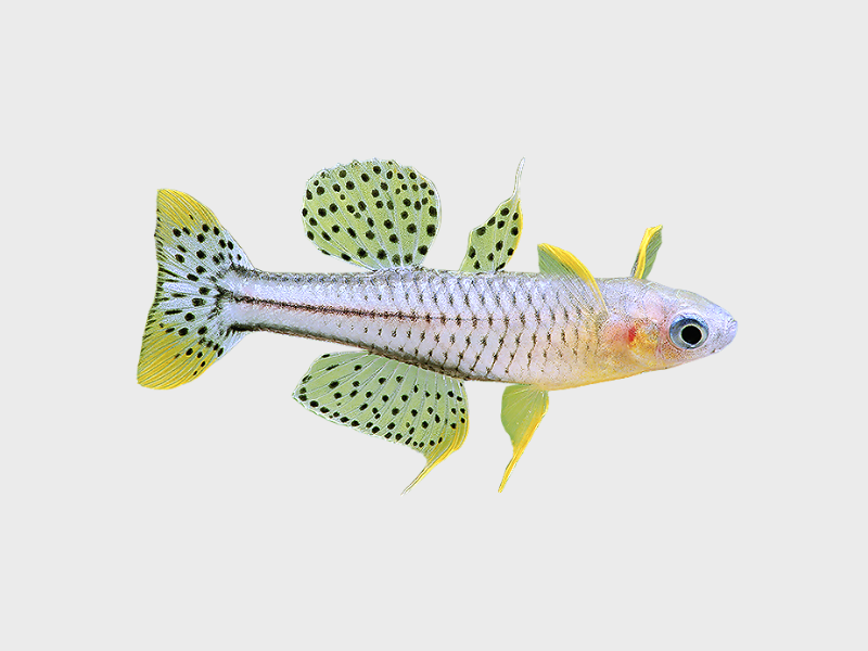 Pseudomugil gertrudae