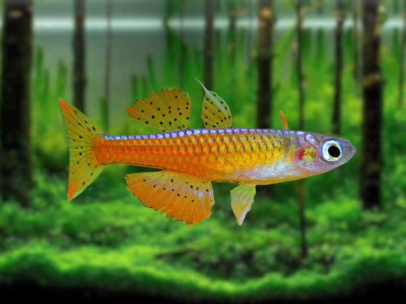 Image of Pseudomugil luminatus