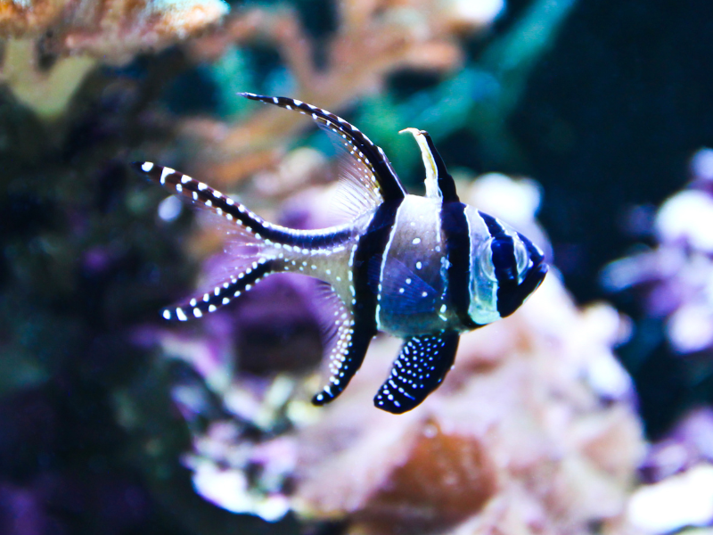 Image of Pterapogon kauderni