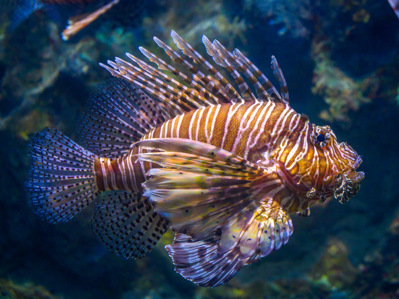 Image of Pterois miles
