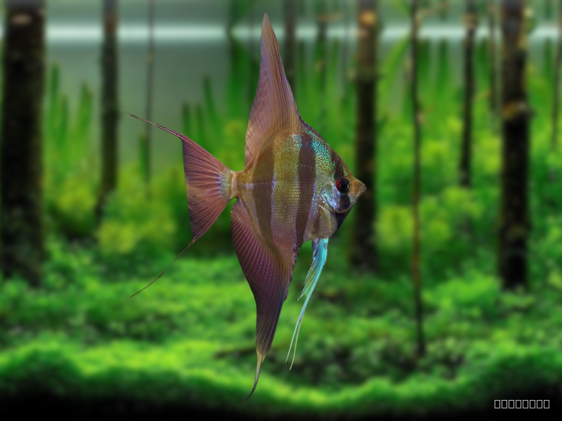 Image of Pterophyllum altum Image of Pterophyllum altum