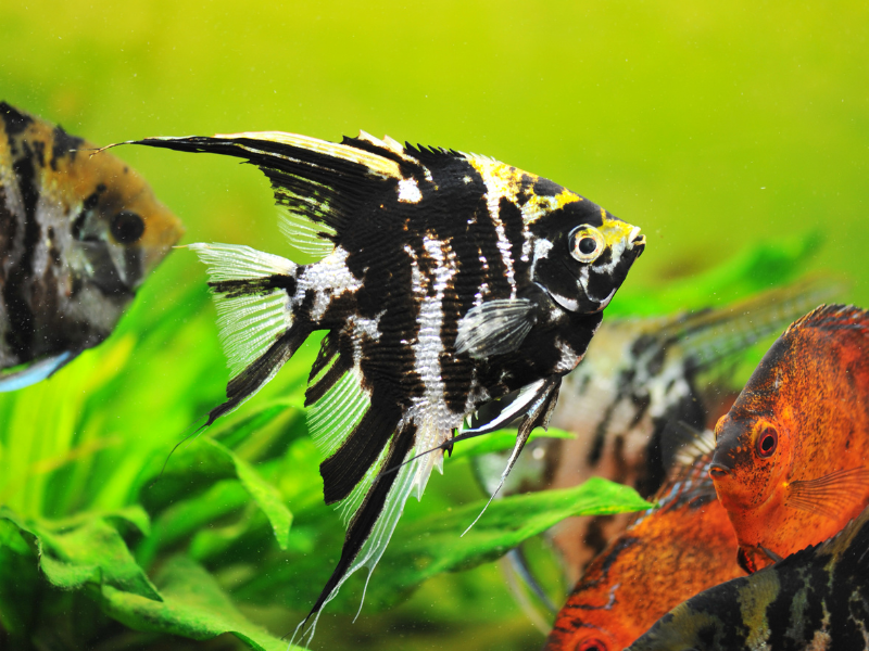 Freshwater Angelfish