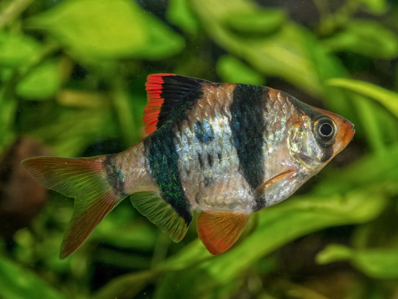 Image of Puntigrus tetrazona