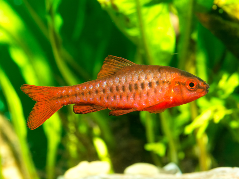 Image of Puntius titteya