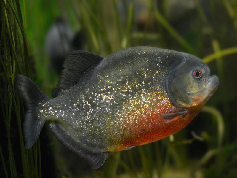 Image of Pygocentrus nattereri