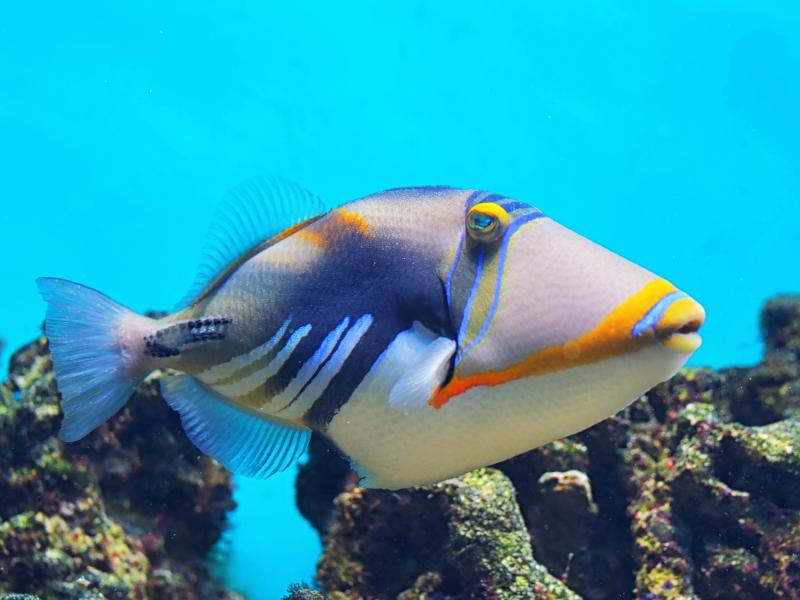 Image of Rhinecanthus aculeatus