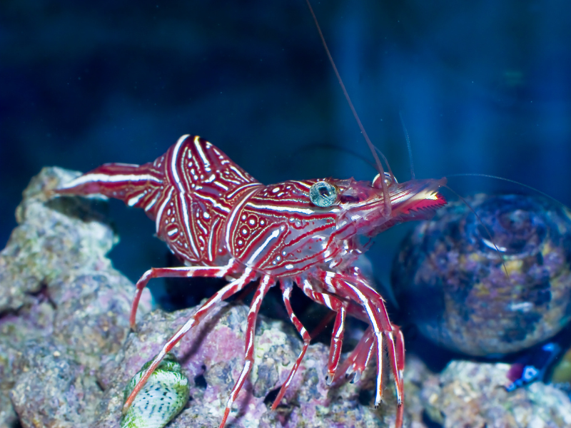 Camel Shrimp