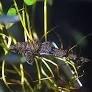 Image of Rineloricaria parva