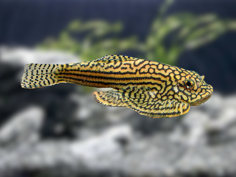 Image of Sewellia lineolata