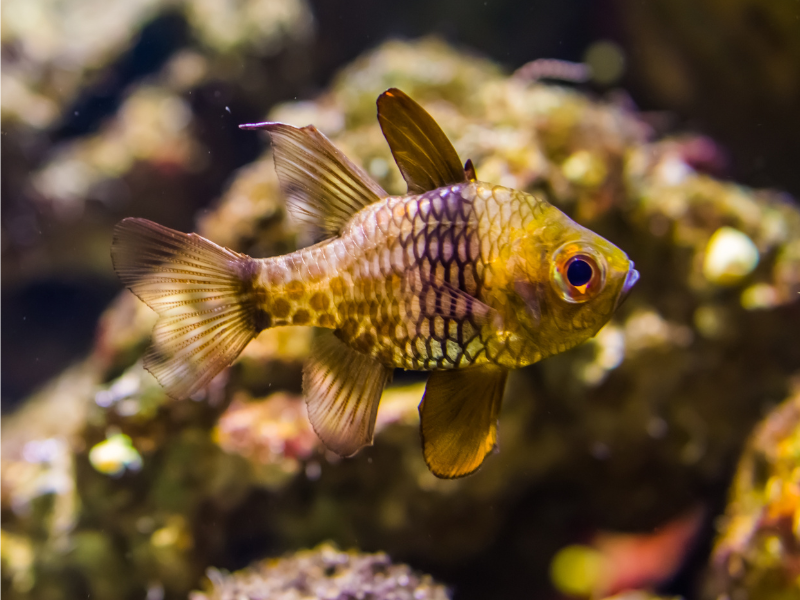 Image of Sphaeramia nematoptera