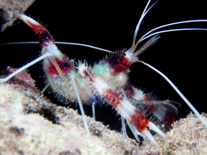 Banded Coral Shrimp