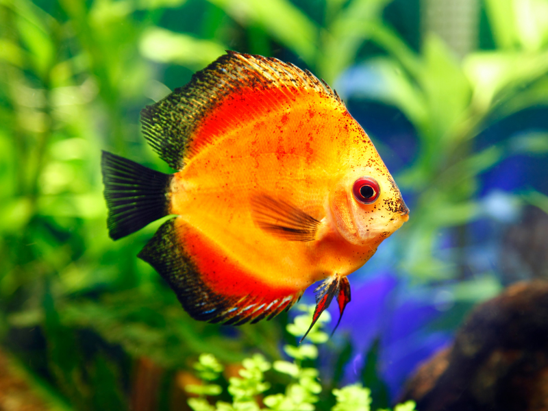 Discus