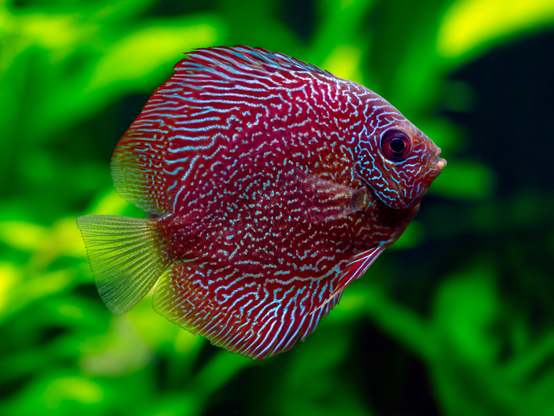 Image of Symphysodon aequifasciatus