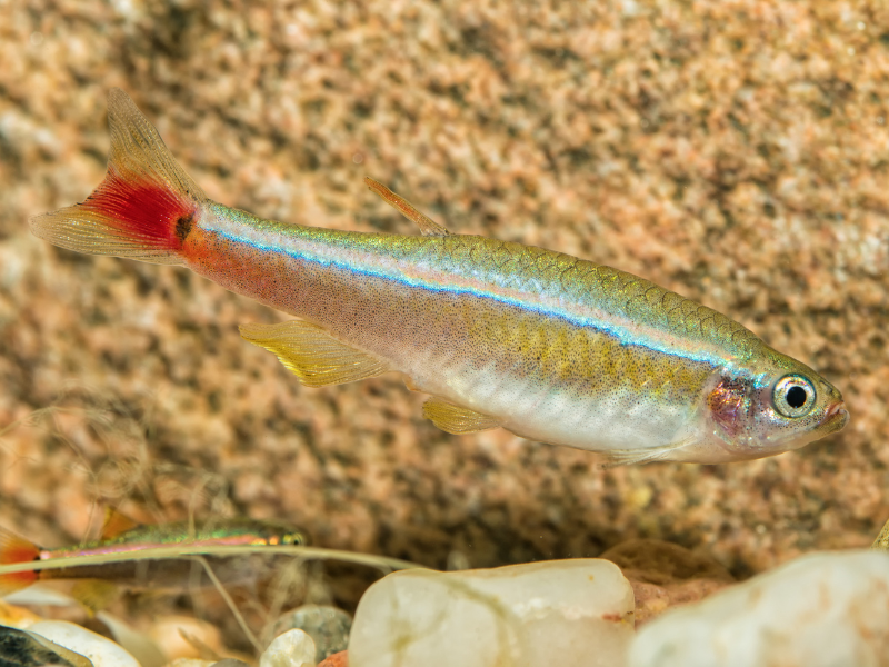 Image of Tanichthys albonubes