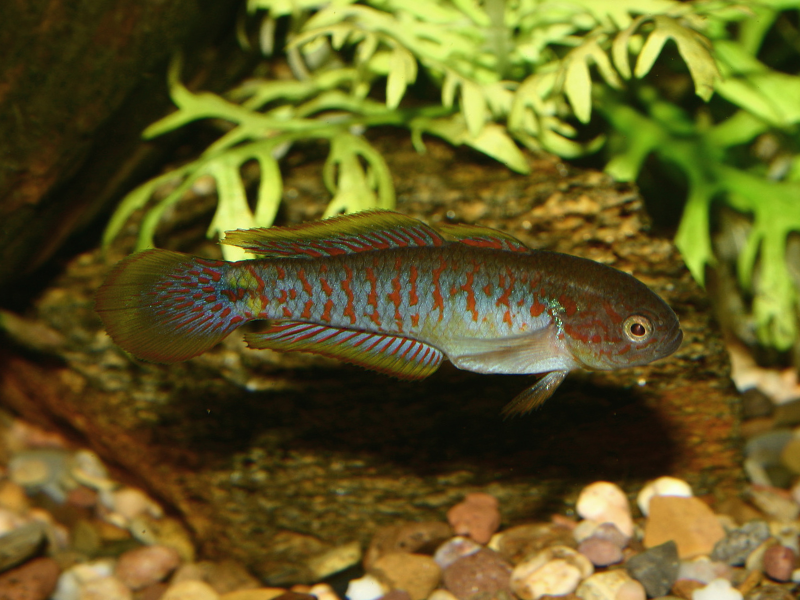 Image of Tateurndina ocellicauda