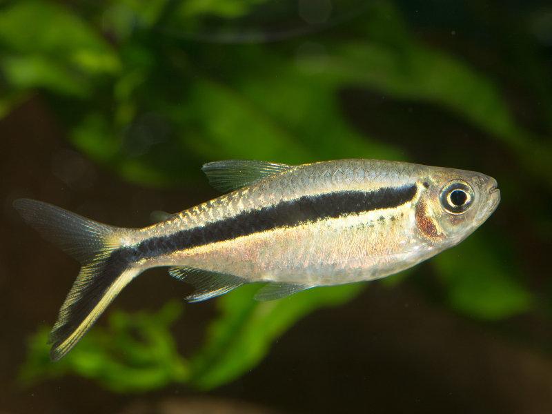 Image of Thayeria boehlkei