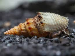 Image of Thiara winteri