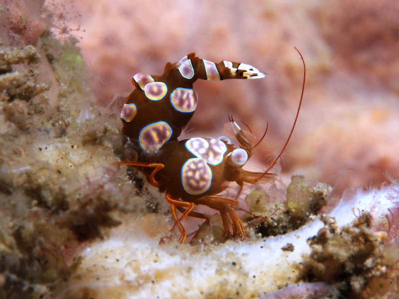 Sexy Shrimp