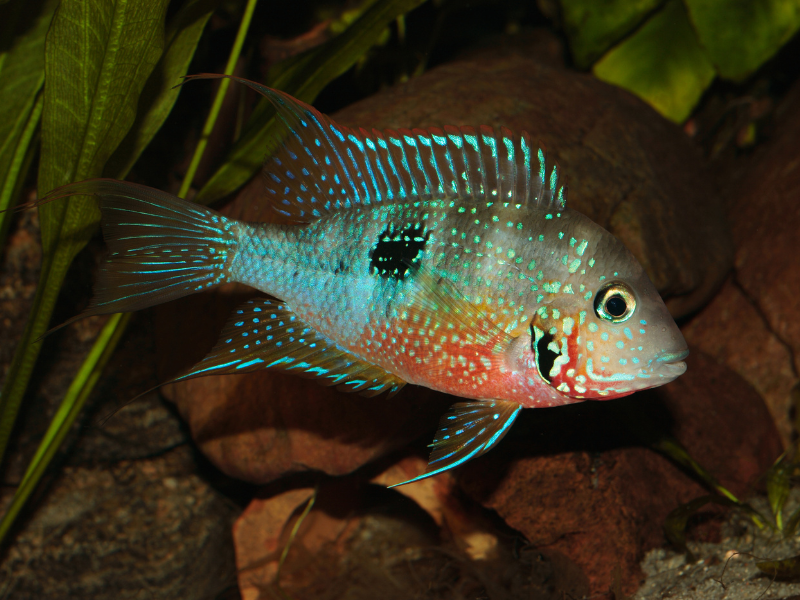Thorichthys ellioti