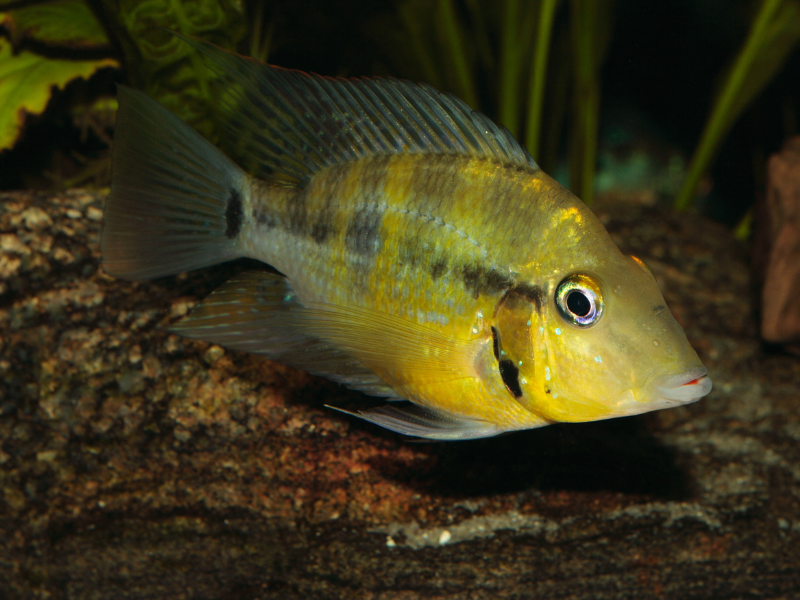Black-chin cichlid Black-chin cichlid