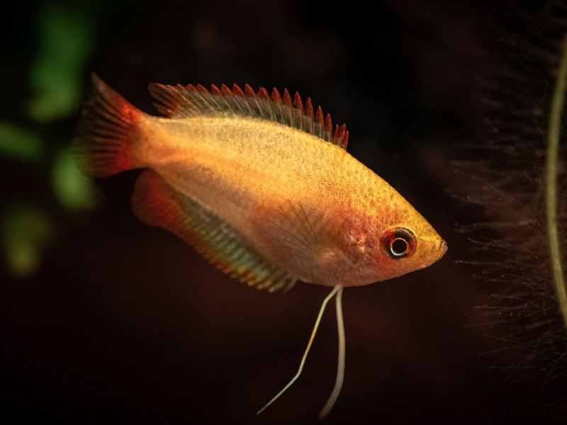 Image of Trichogaster chuna