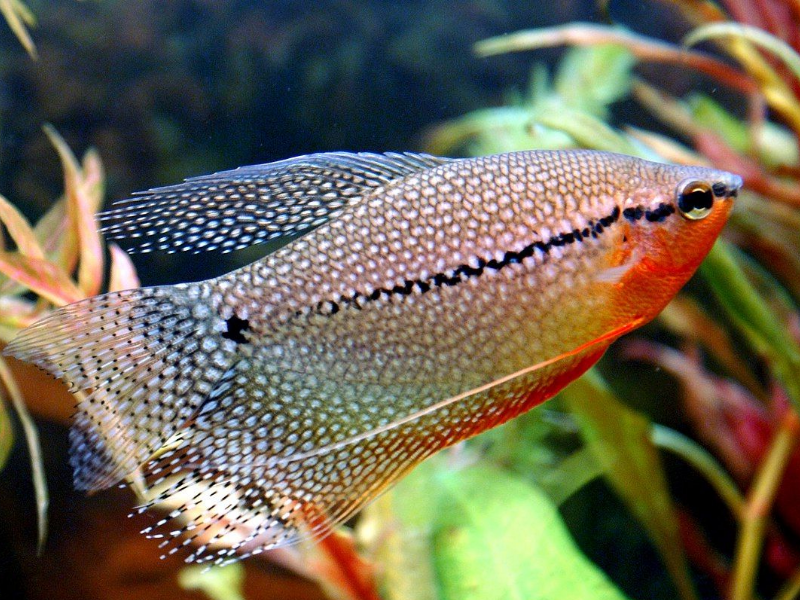 Trichopodus leerii