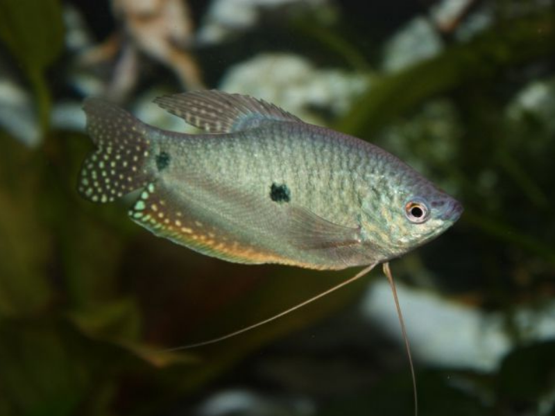 Image of Trichopodus trichopterus