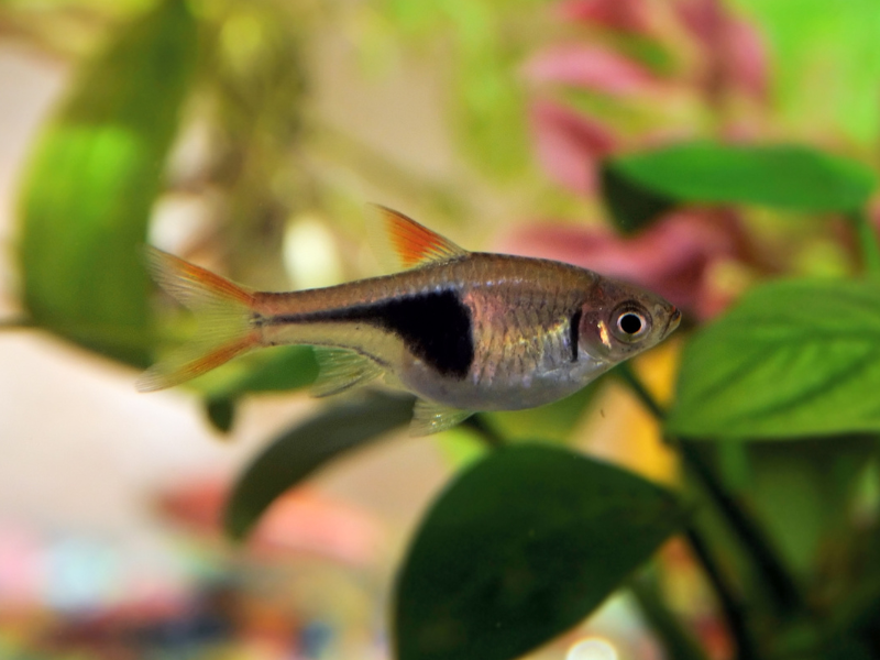 Image of Trigonostigma heteromorpha