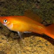 Image of Xiphophorus hellerii