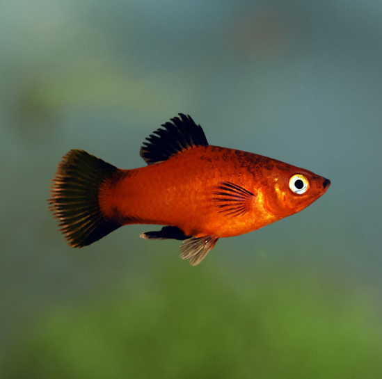 Image of Xiphophorus maculatus