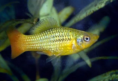 Variatus Platy