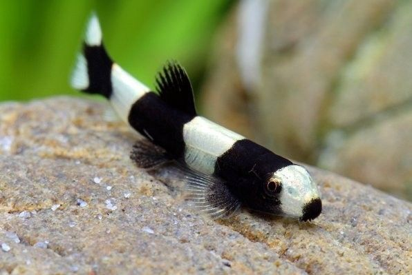 Image of Yaoshania pachychilus