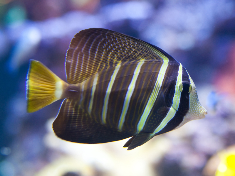 Zebrasoma desjardinii