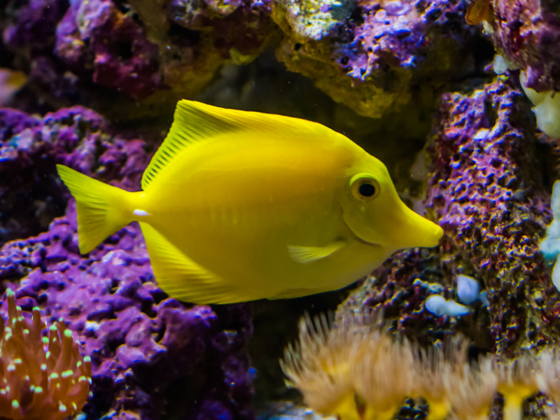 Image of Zebrasoma flavescens