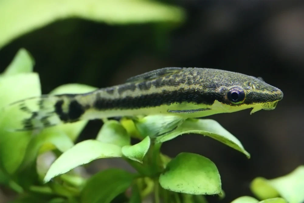 Common Otocinclus