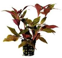 Image of Alternanthera cardinalis