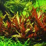 Image of Alternanthera reineckii