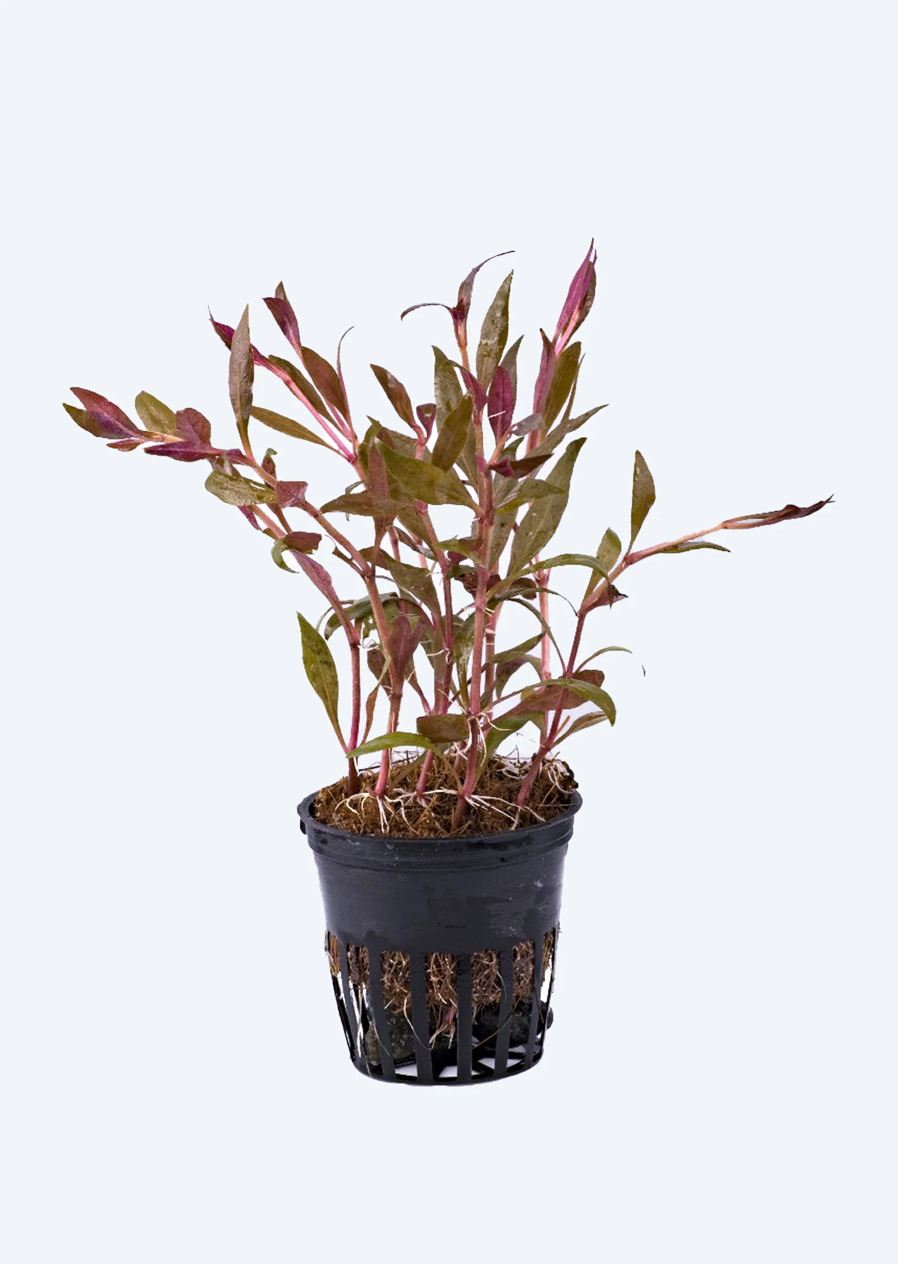 Image of Alternanthera sessilis