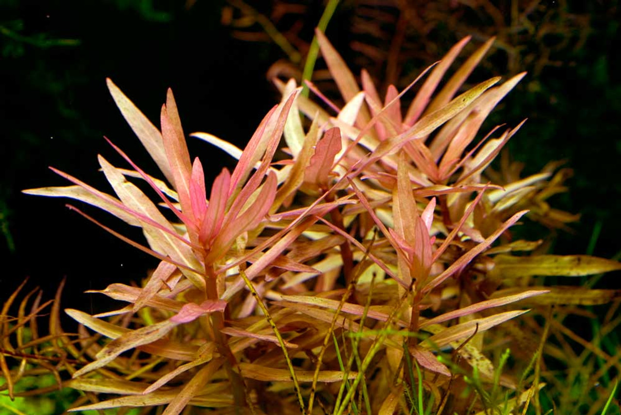 Image of Ammannia gracilis Image of Ammannia gracilis