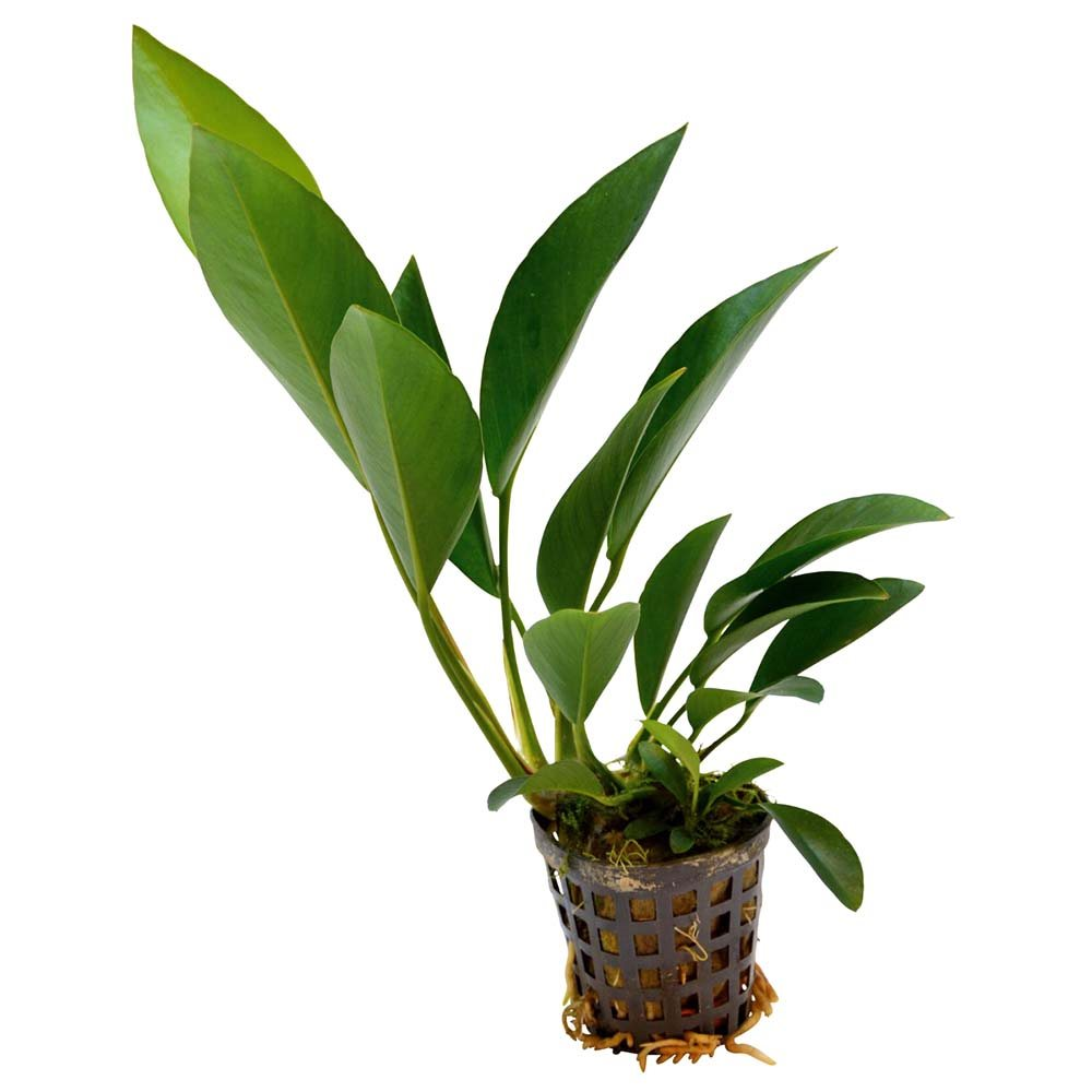Image of Anubias afzelii