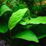 Image of Anubias barteri