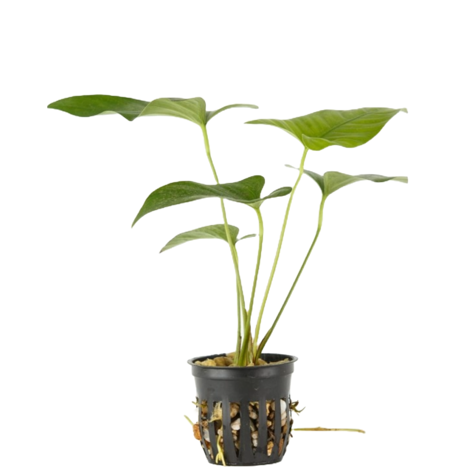 Giant Anubias