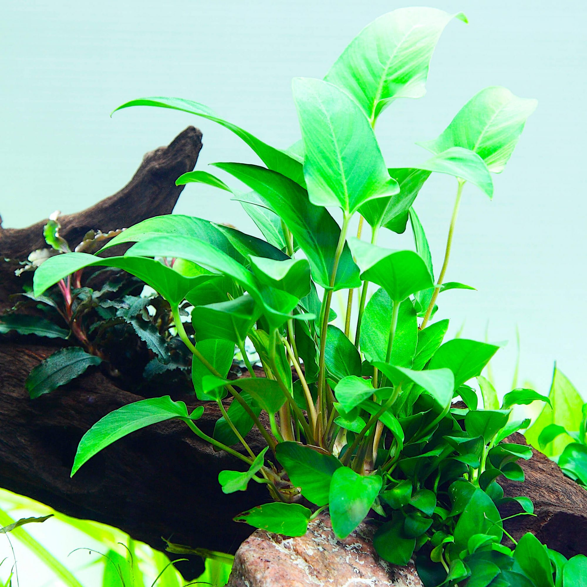 Image of Anubias gracilis