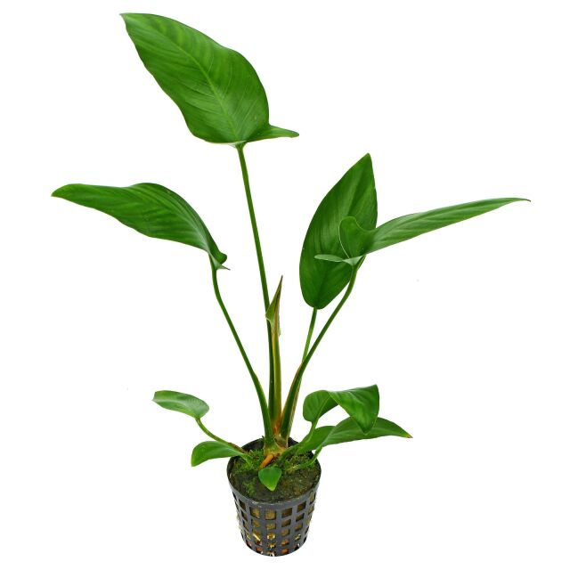 Spear Leaf Anubias